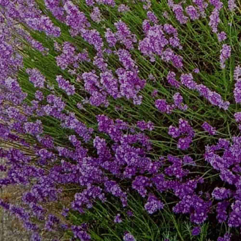 Flower Seeds, Seeds,Seeds For Planting,Plant Seeds