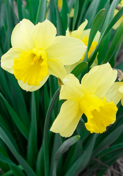 Light Yellow Daffodil Flower Seeds for Planting – Heirloom Non-GMO, High Germination Organic Garden Seeds