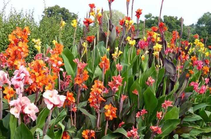 Tall Canna Lily Flower Seeds for Planting – Sun Loving, Heirloom, Non-GMO Seeds for Home Garden