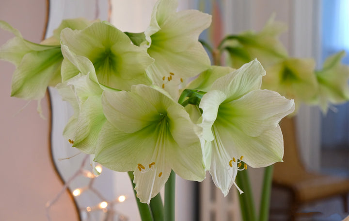 Pale Green Amaryllis Flower Seeds for Planting – Heirloom, Non-GMO, Premium Quality, High Germination