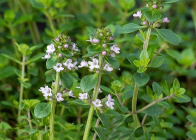 Green Thymus Serpyllum Flower Seeds for Planting | Heirloom Non-GMO High Germination Organic Garden Seeds