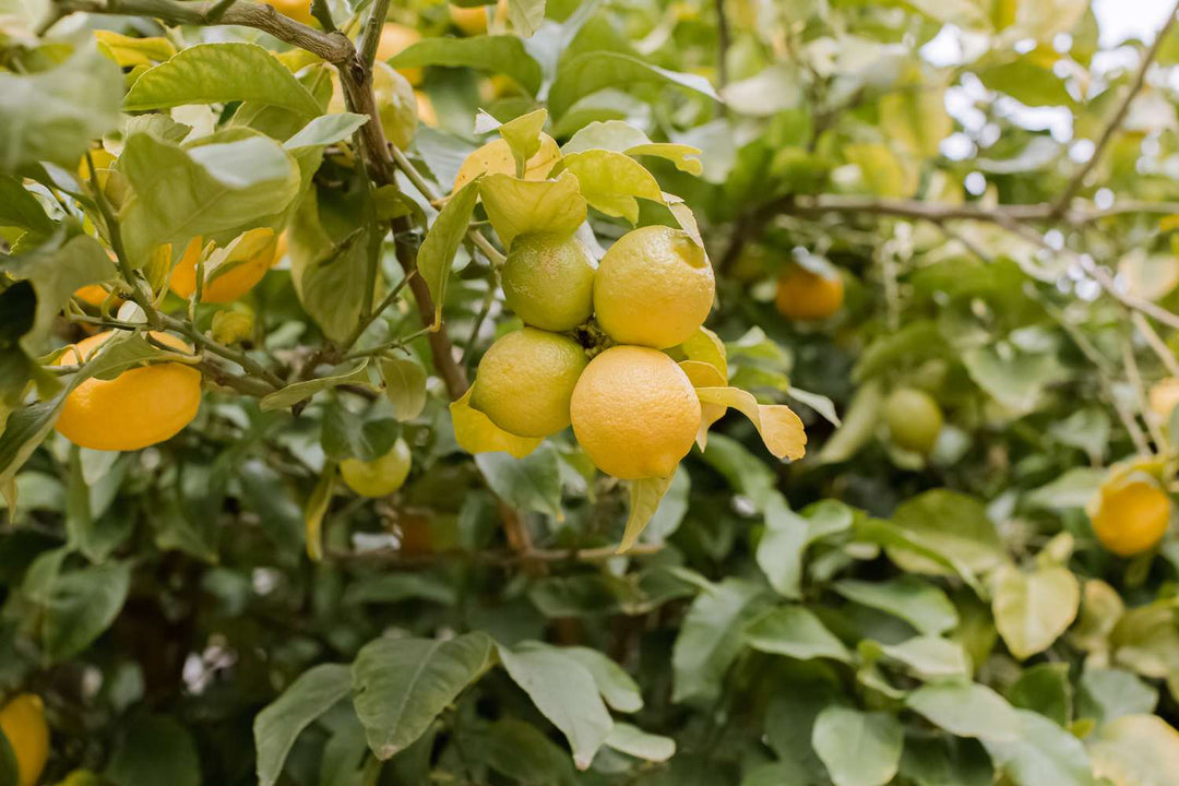 Yellow Citrus Lemon Tree Fruit Seeds for Planting – Heirloom, Non-GMO, Organic Garden Seeds with High Germination