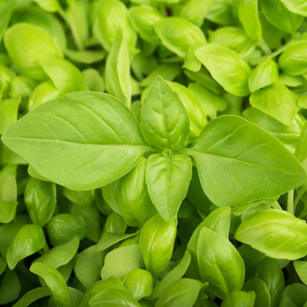 Lemon Basil Herb Seeds – Heirloom, Non-GMO Gardeners' Top Pick Seeds for Planting