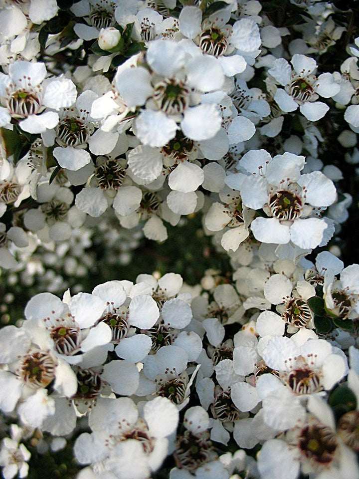 Flower Seeds, Seeds,Seeds For Planting,Plant Seeds