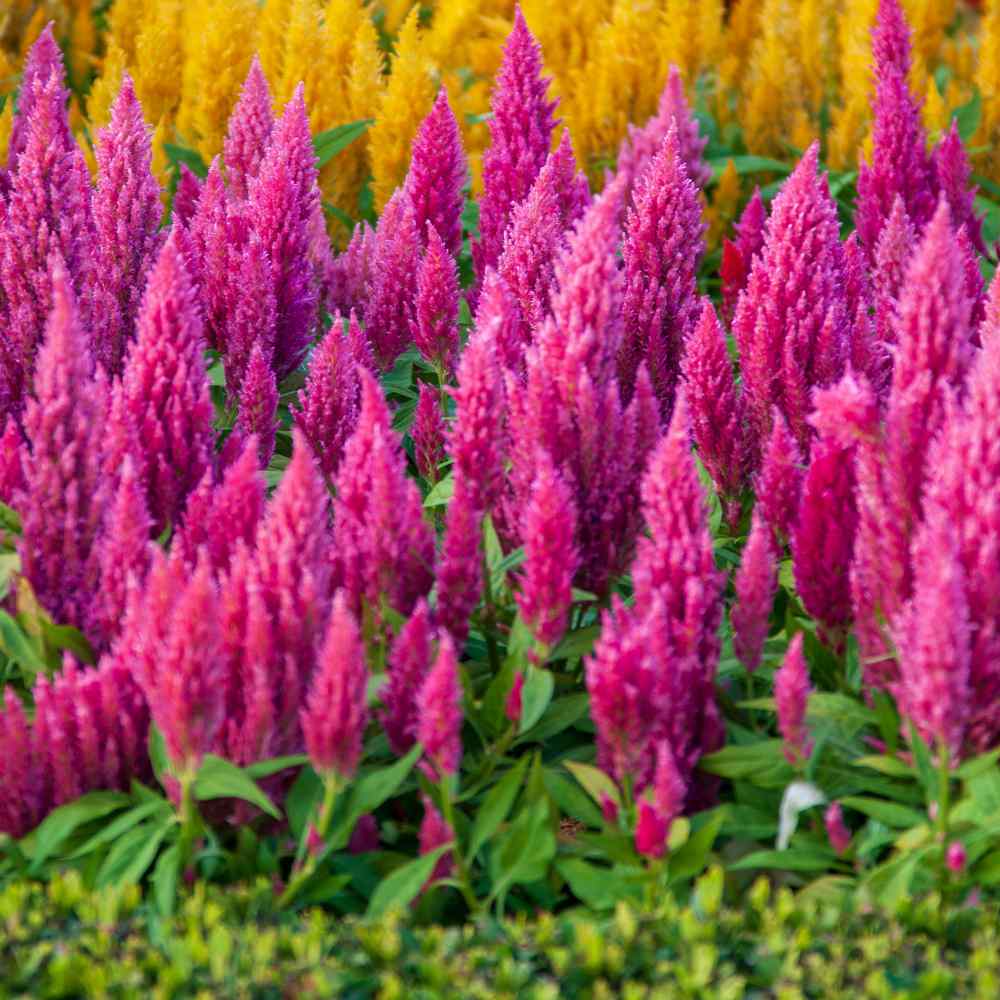 Dark Pink Celosia Flower Seeds for Planting – Heirloom Non-GMO, High Germination Organic Garden Seeds