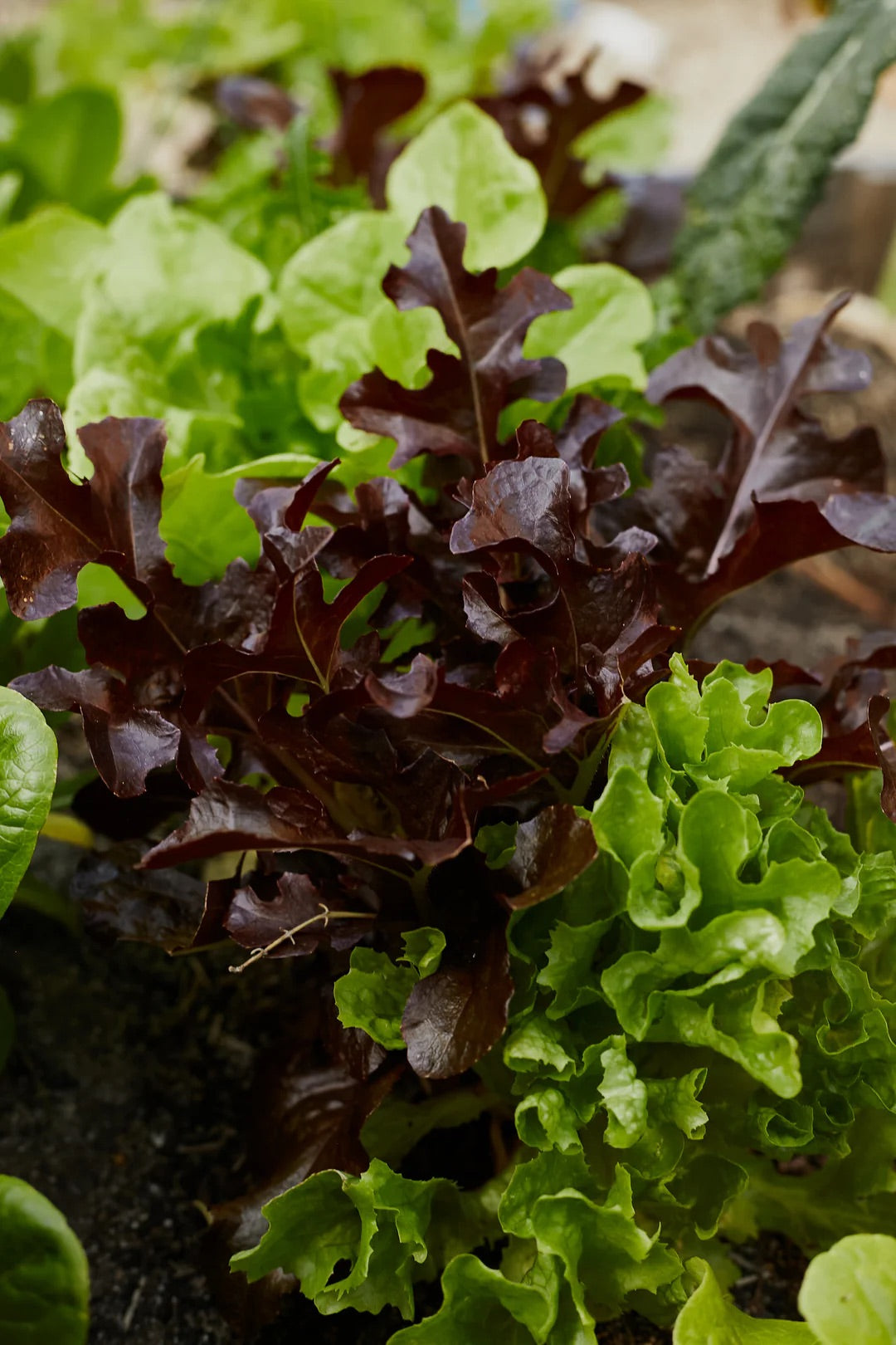 Mixed Lettuce Vegetable Seeds for Planting – Heirloom & Non-GMO Salad Seeds