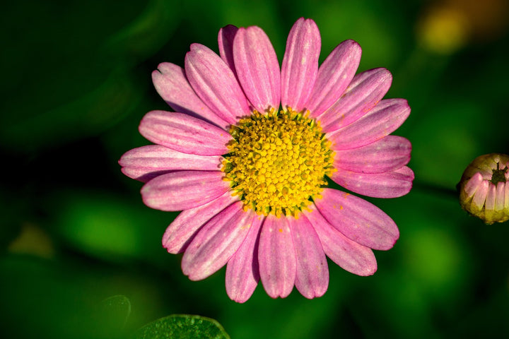 Pink Yellow Leucanthemum Flower Seeds for Planting – Heirloom Non-GMO, High Germination Organic Garden Seeds