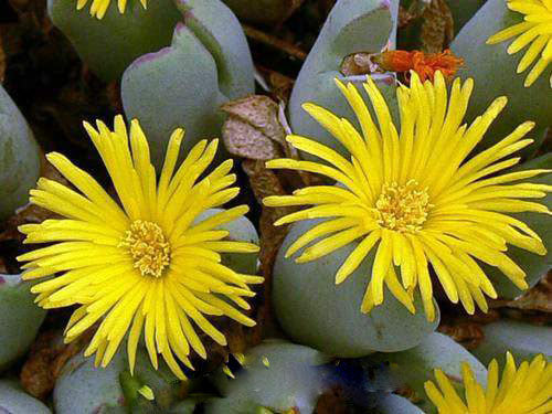 Conophytum Flower Seeds for Planting – Heirloom Non-GMO, High Germination Organic Garden Seeds