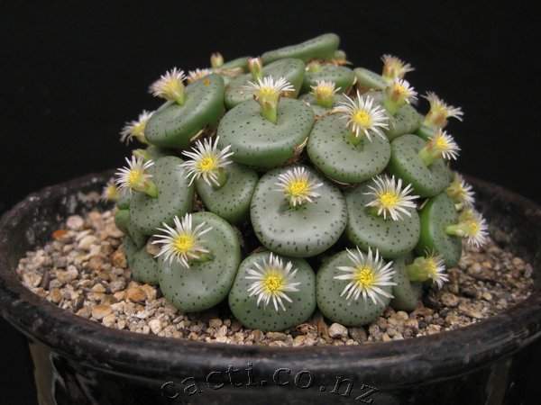 Green Conophytum Obcordellum Flower Seeds for Planting – Heirloom, Non-GMO, Organic Garden Seeds