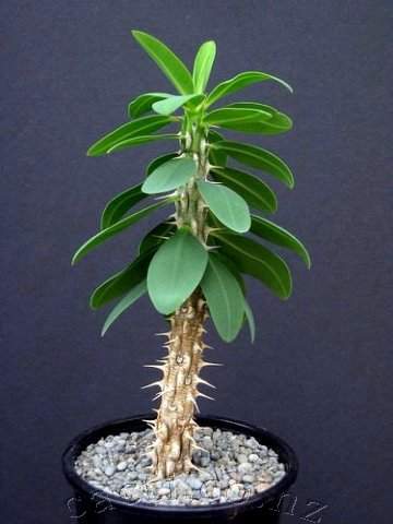 Green Euphorbia Duranii Flower Seeds for Planting – Heirloom, Non-GMO, High Germination Seeds
