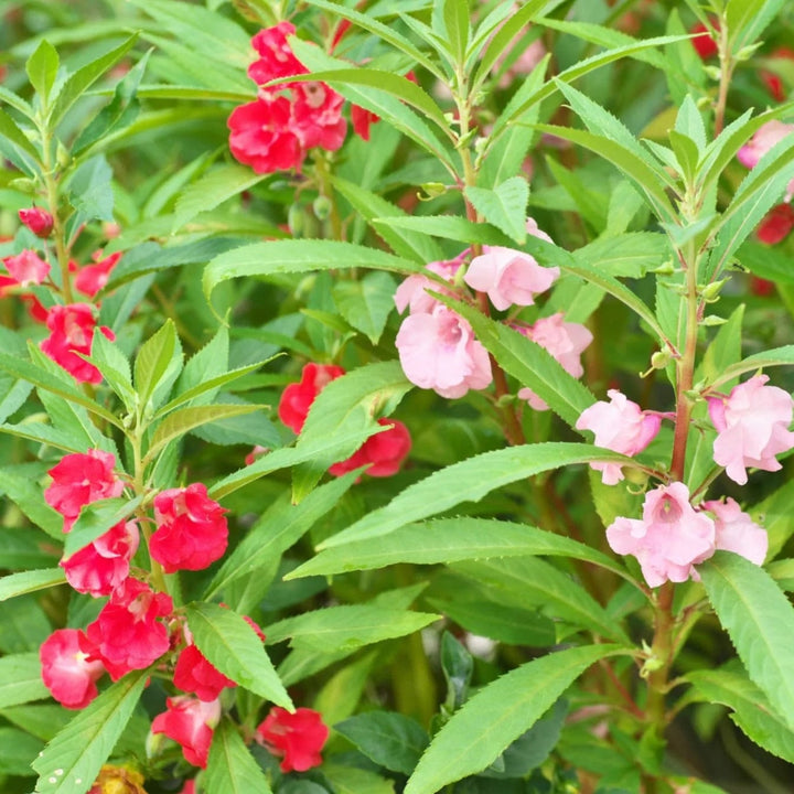 Balsam Flower Seeds for Planting – Heirloom, Non-GMO, Drought Tolerant, High Germination Garden Seeds