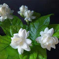 Jasminum Flower Seeds for Planting – Heirloom, Non-GMO Cut-Flower Favorite Organic Garden Seeds