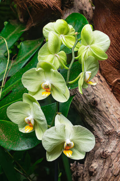 Green Phalaenopsis Flower Seeds for Planting – Heirloom Non-GMO, High Germination Organic Garden Seeds