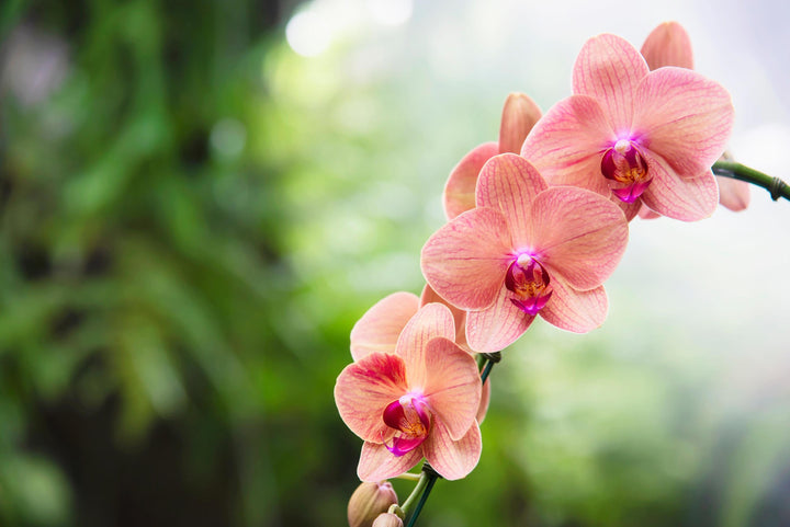 Orange White Phalaenopsis Orchid Flower Seeds for Planting – Hardy Variety, Heirloom & Non-GMO Garden Seeds