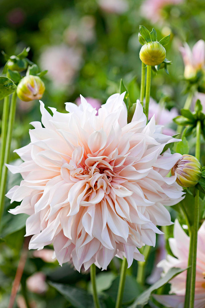 Giant Flower Seeds for Planting – Heirloom, Non-GMO, High Germination Garden Seeds