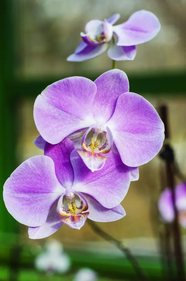 Light Purple Phalaenopsis Orchid Flower Seeds for Planting – Heirloom, Non-GMO, High Germination Seeds
