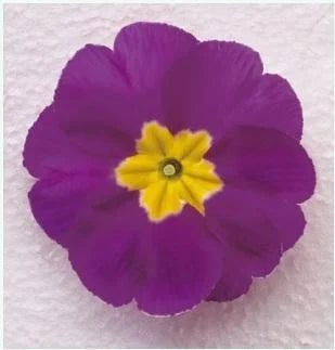 Primula Flower Seeds for Planting, Violet – Heirloom, Non-GMO, High Germination Organic Garden Seeds