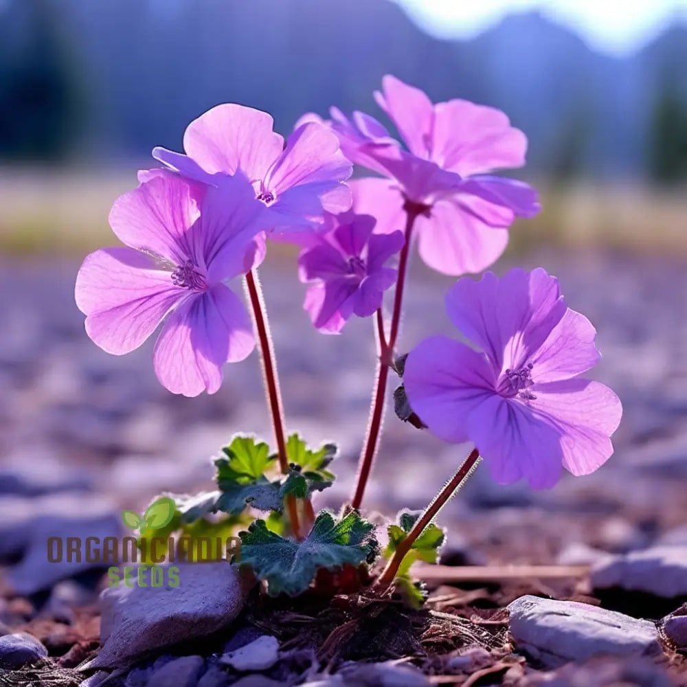 Light Violet Geranium Flower Seeds for Planting – Heirloom, Non-GMO, High Germination, Perfect for Borders