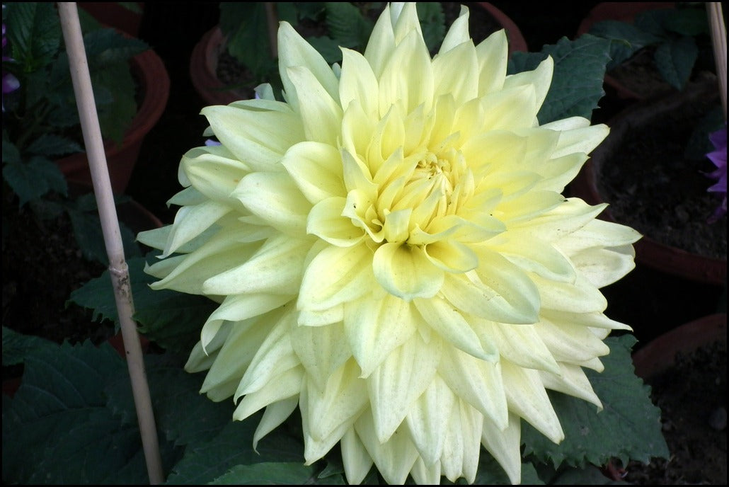 Pale Yellow Dahlia Flower Seeds for Planting – Heirloom Non-GMO High Germination Organic Garden Seeds