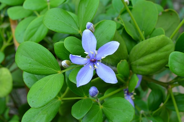 Blue Lignum Vitae Flower Seeds for Planting Wildflower Mix, Heirloom Non-GMO Organic Garden Seeds, High Germination
