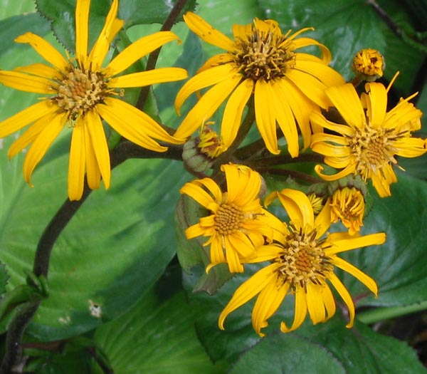 Ligularia Flower Seeds for Planting – Wildflower Mix Heirloom Non-GMO High Germination Organic Garden Seeds