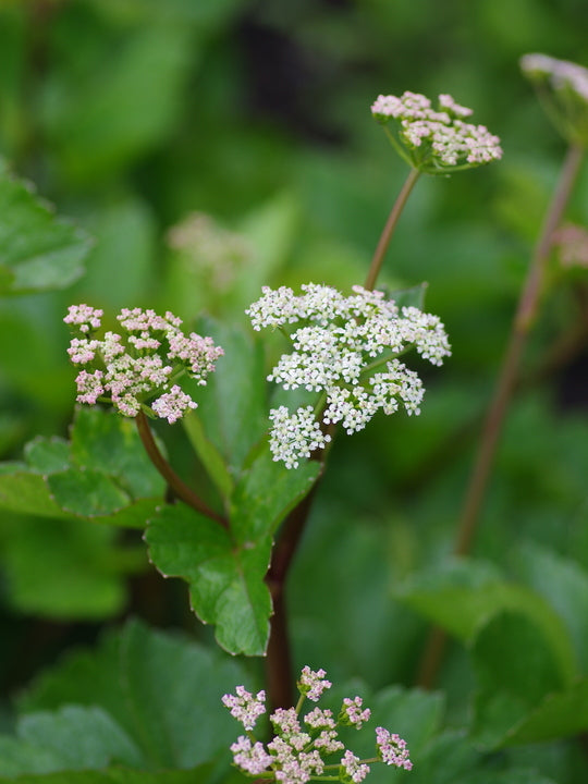 Scotch Lovage (Ligusticum scoticum) Flower Seeds for Planting | Heirloom, Non-GMO, High Germination