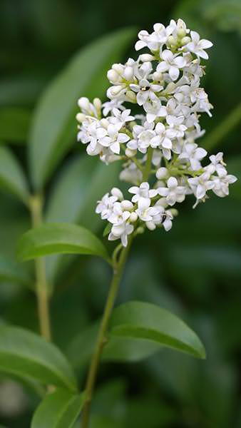 White Ligustrum Flower Seeds for Planting – Heirloom Non-GMO, High Germination Organic Garden Seeds