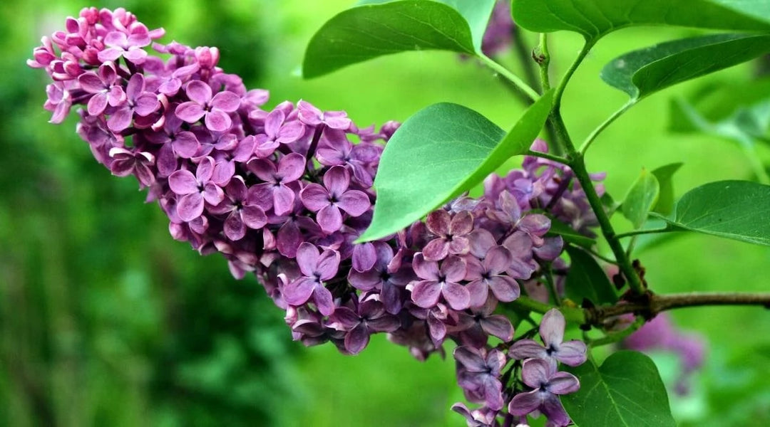 Lilac Flower Seeds for Planting – Compact Growth Heirloom Non-GMO Seeds for Home Garden