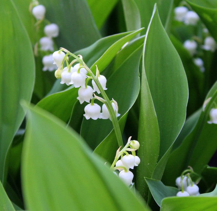 White Windbell Orchid Flower Seeds for Planting – Heirloom Non-GMO, High Germination Organic Garden Seeds
