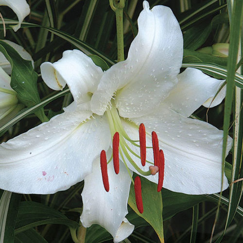 Casa Blanca Flower Seeds for Planting – Heirloom Non-GMO, High Germination Organic Garden Seeds