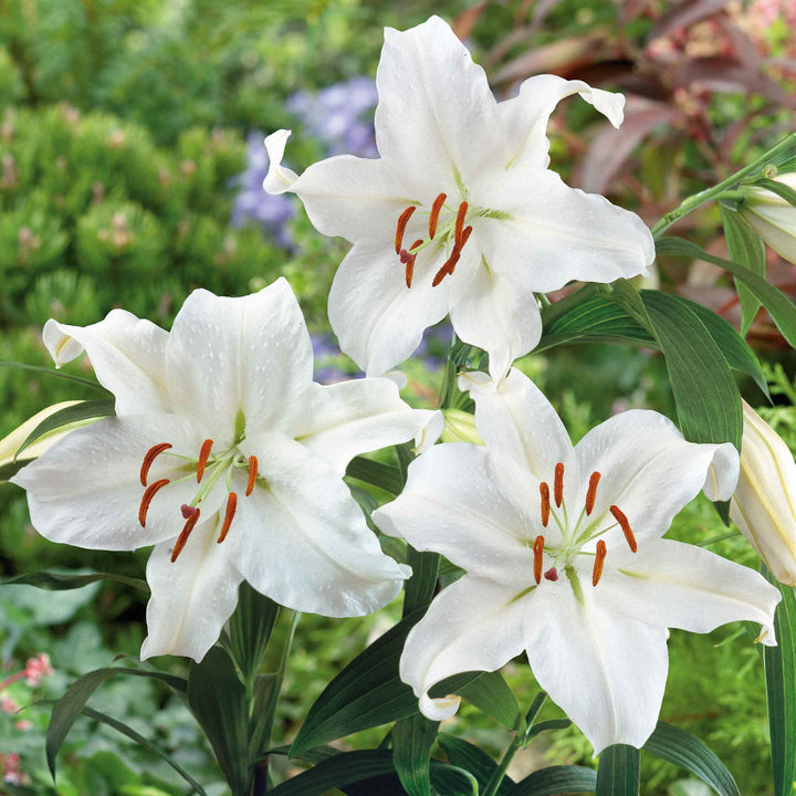 Casa Blanca Flower Seeds for Planting – Heirloom Non-GMO, High Germination Organic Garden Seeds
