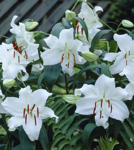 Casa Blanca Flower Seeds for Planting – Heirloom Non-GMO, High Germination Organic Garden Seeds