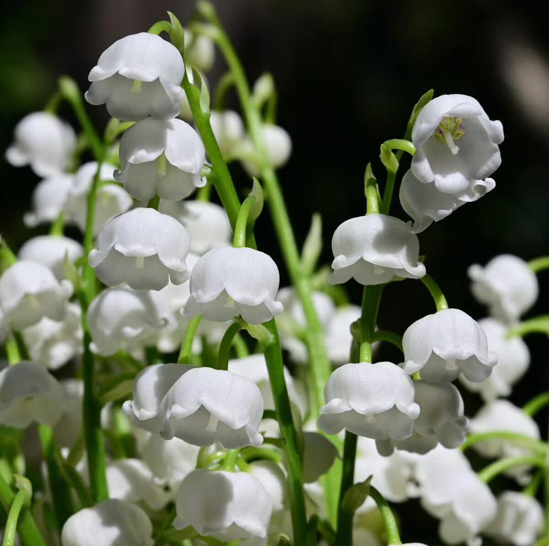 Lily of the Valley Flower Seeds for Planting – Heirloom Non-GMO, High Germination Organic Garden Seeds