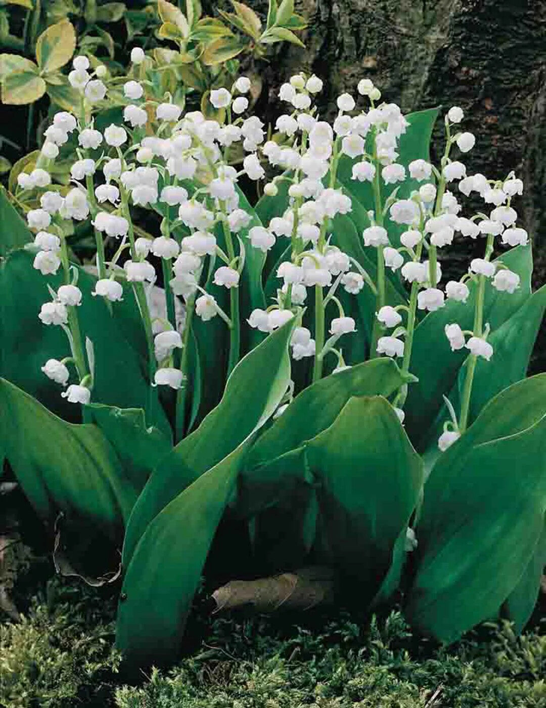 White Windbell Orchid Flower Seeds for Planting – Heirloom Non-GMO, High Germination Organic Garden Seeds