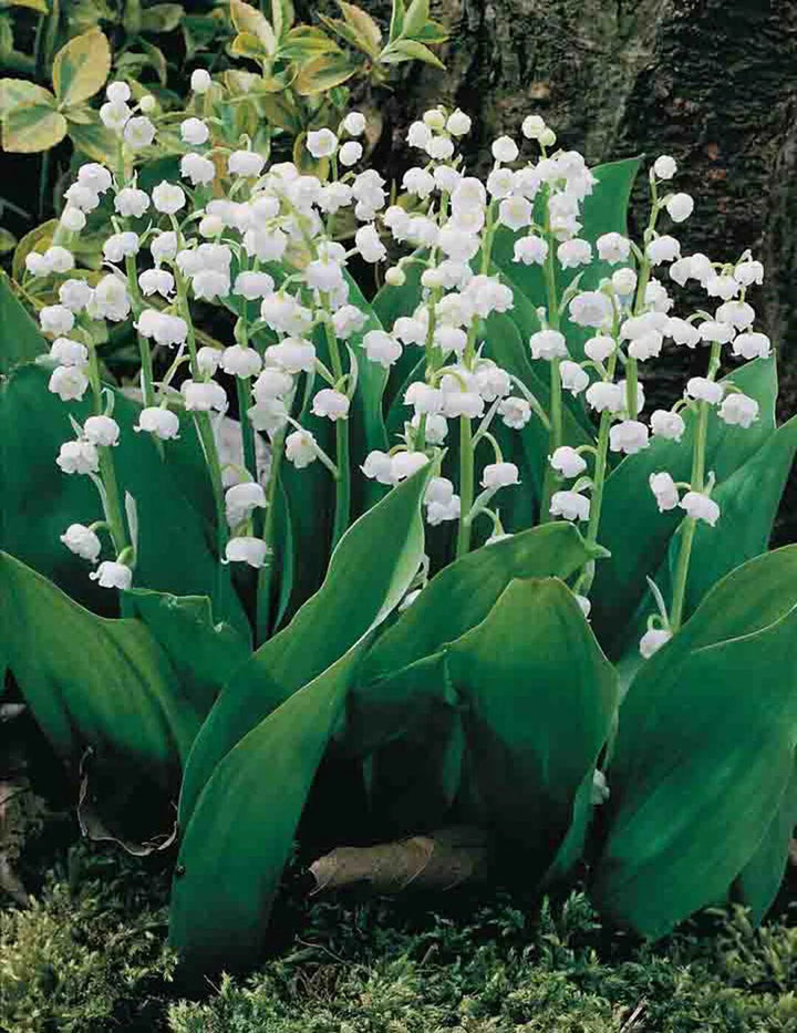 White Windbell Orchid Flower Seeds for Planting – Heirloom Non-GMO, High Germination Organic Garden Seeds