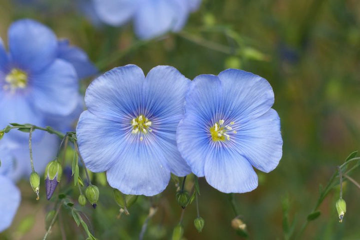 Blue Usitatissimum Flower Seeds for Planting – Heirloom, Non-GMO, High Germination Organic Garden Seeds