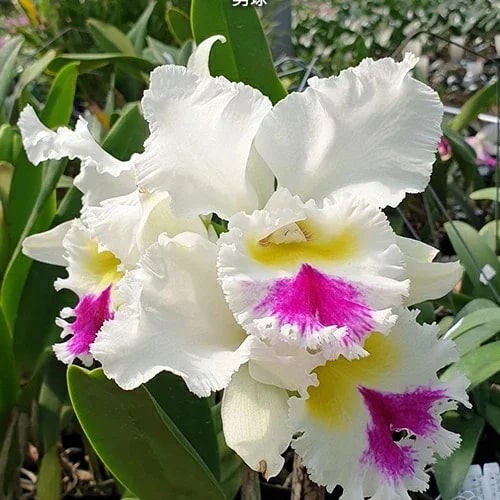 Cattleya Flower Seeds for Planting Light Violet & White – Easy to Grow, Heirloom, Non-GMO, High Germination Organic Garden Seeds