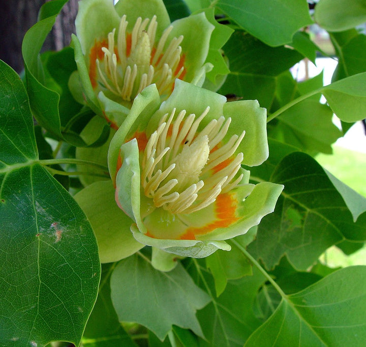 Flower Seeds, Seeds,Seeds For Planting,Plant Seeds