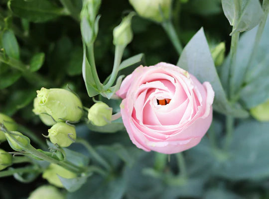 Pink White Eustoma (Lisianthus) Flower Seeds for Planting – Heirloom, Non-GMO, High Germination Organic Garden Seeds