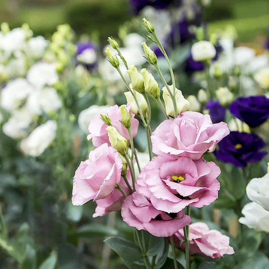 Pink White Eustoma (Lisianthus) Flower Seeds for Planting – Heirloom, Non-GMO, High Germination Organic Garden Seeds
