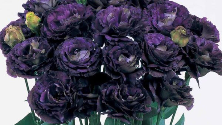 Lisianthus Rosanne Black Pearl Flower seeds for Planting - Sun Loving, Heirloom & GMO Free Seeds for Home Garden | High Germination Organic Garden Seeds