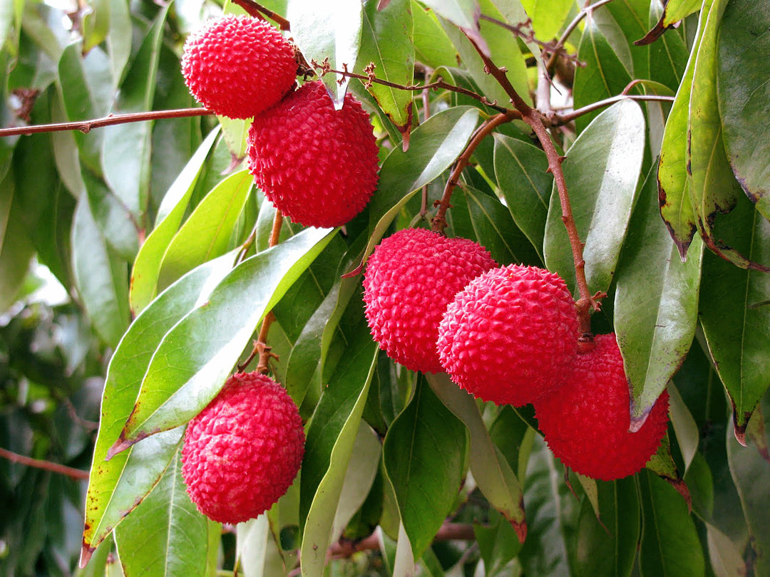 Pinkish-Red Lychee fruit seeds for planting - Heirloom & Non-GMO Garden seeds