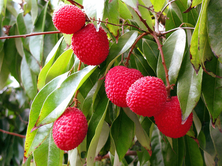 Pinkish-Red Lychee fruit seeds for planting - Heirloom & Non-GMO Garden seeds