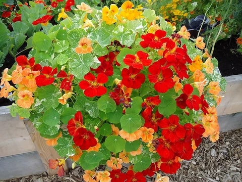 Nasturtium Jewel Flower Seeds for Planting – Heirloom, Non-GMO, High Germination Organic Garden Seeds
