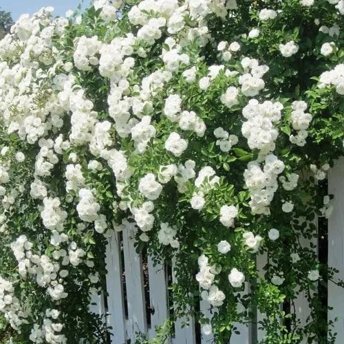White Climbing Rose Seeds Flower Seeds for Planting – Heirloom, Non-GMO, Easy to Grow Organic Garden Seeds