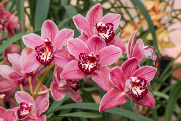 Cymbidium Flower Seeds for Planting – Heirloom, Non-GMO, High Germination Organic Garden Seeds