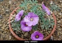 Oxalis Laciniata Flower Seeds for Planting – Premium Quality, Heirloom, Non-GMO & Organic Garden Seeds