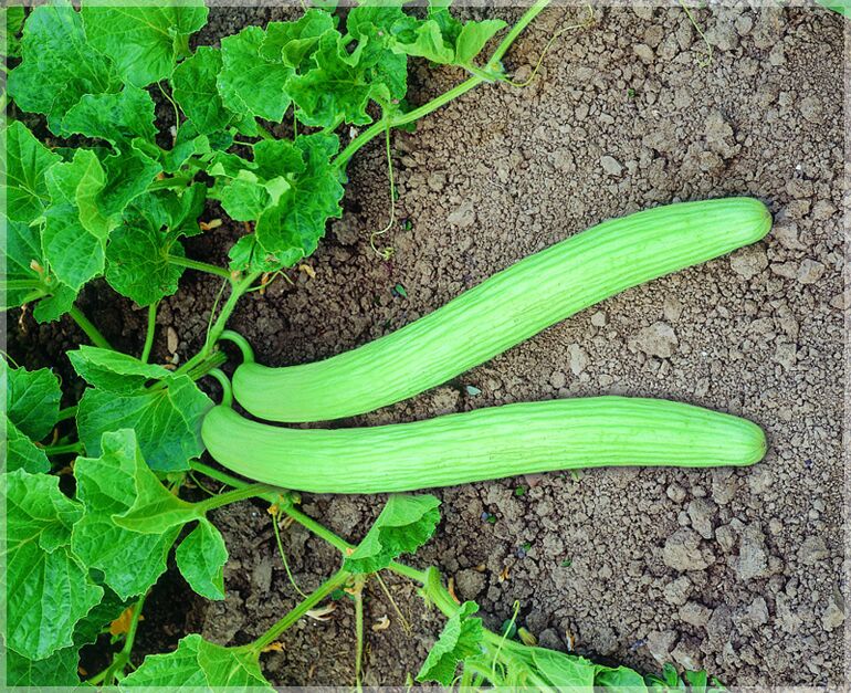 Green Long Melon Seeds for Planting – Heirloom & Non-GMO Refreshing and Fast-Growing Fruit