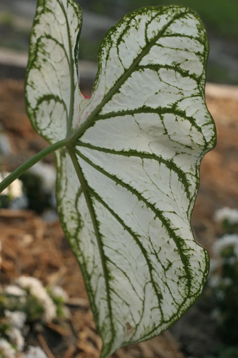 Caladium Bicolor White Green Flower Seeds for Planting – Heirloom, Non-GMO, High Germination Organic Garden Seeds