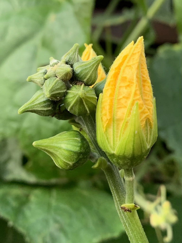 Luffa Flower Seeds for Planting – Heirloom, Non-GMO, High Germination Organic Garden Seeds